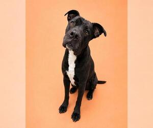 Great Dane-Unknown Mix Dogs for adoption in HESPERIA, CA, USA