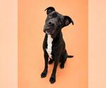 WALDO - Male Great Dane-Unknown Mix Dog for Adoption - Small photo
