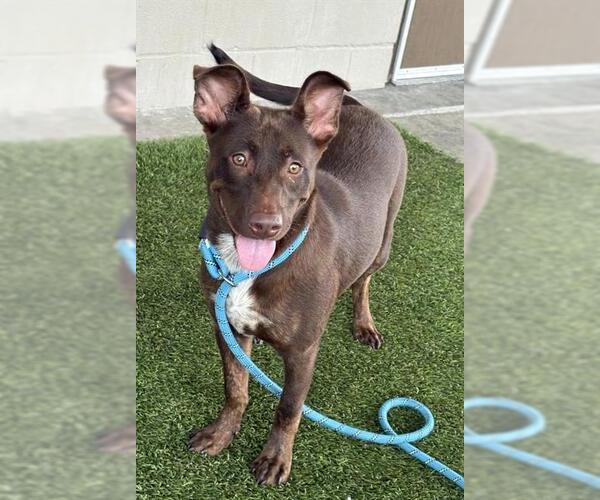 Medium Photo #1 Australian Kelpie-Labrador Retriever Mix Puppy For Sale in Baytown, TX, USA