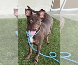 Australian Kelpie-Labrador Retriever Mix Dogs for adoption in Baytown, TX, USA