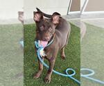 Small Australian Kelpie-Labrador Retriever Mix