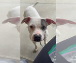 ZIGGY - Female Mutt Dog for Adoption - Small photo