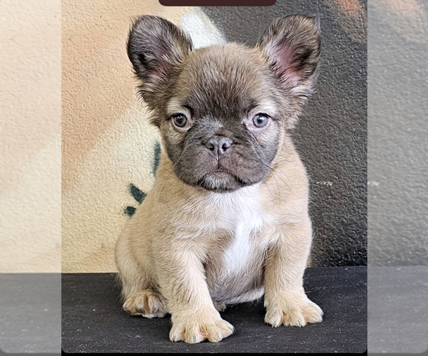Medium Photo #9 French Bulldog Puppy For Sale in DETROIT, MI, USA