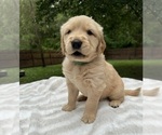 Small #13 Golden Retriever