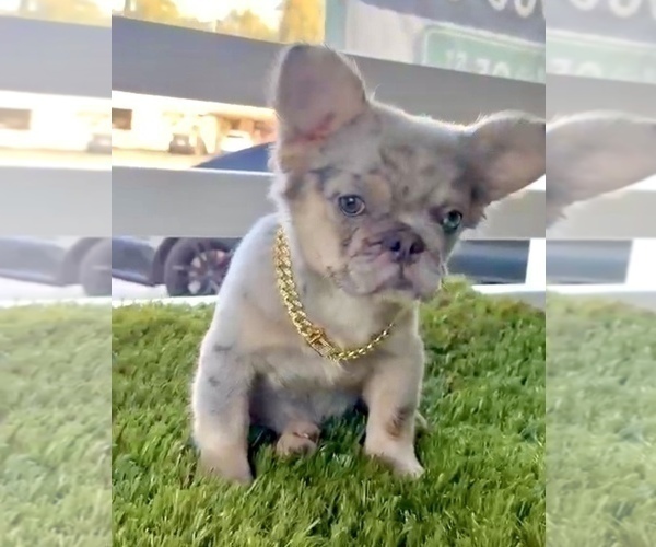 Medium Photo #2 French Bulldog Puppy For Sale in ATHERTON, CA, USA