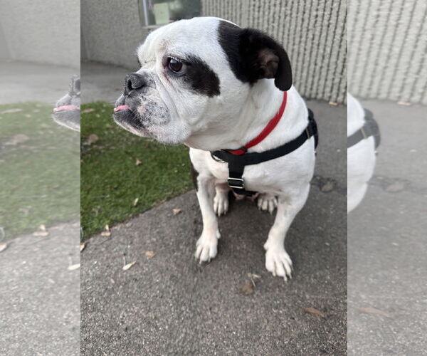 Medium Photo #2 Bulldog Puppy For Sale in St. Louis Park, MN, USA