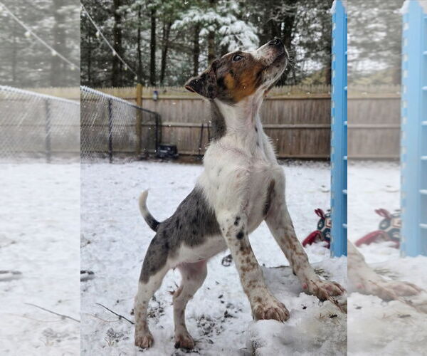 Medium Photo #3 Mutt Puppy For Sale in Garden City, NY, USA