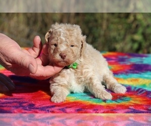Poodle (Toy) Puppy for sale in UNION CITY, TN, USA