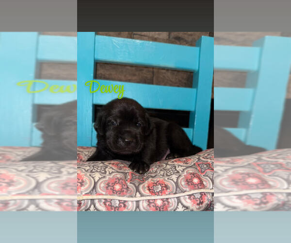 Medium Photo #7 Labrador Retriever Puppy For Sale in CLARKESVILLE, GA, USA