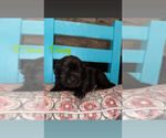 Small #6 Labrador Retriever