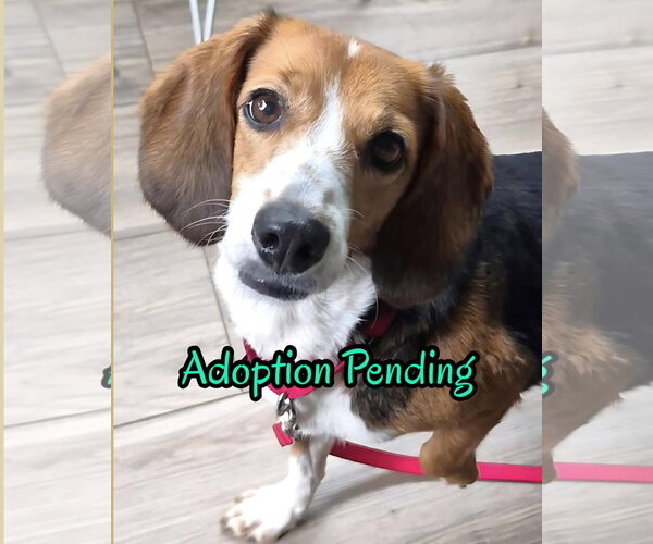 Medium Photo #5 Beagle Puppy For Sale in Dunnellon, FL, USA