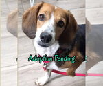 Small #4 Beagle