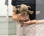 Puppy Dill French Bulldog
