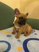 Small Photo #2 French Bulldog Puppy For Sale in BAY VIEW, WI, USA
