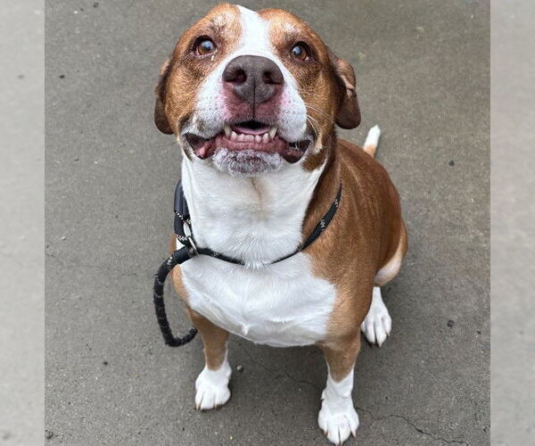 Medium Photo #1 American Staffordshire Terrier-Unknown Mix Puppy For Sale in Palmetto, FL, USA