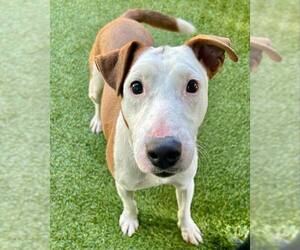 Bull Terrier-Jack Russell Terrier Mix Dogs for adoption in Petaluma, CA, USA