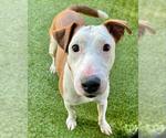 Small Bull Terrier-Jack Russell Terrier Mix