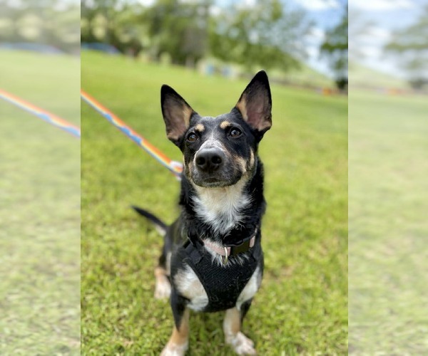 Medium Photo #2 Chihuahua-Unknown Mix Puppy For Sale in Visalia, CA, USA