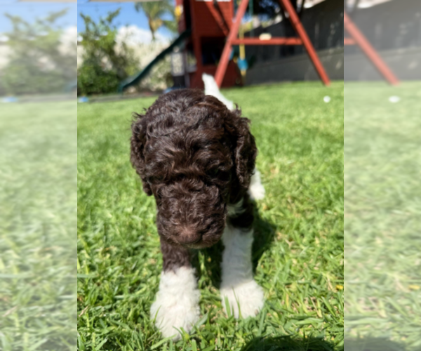 Medium Photo #49 Labradoodle mix (+ Poodle Standard) Puppy For Sale in CHULA VISTA, CA, USA
