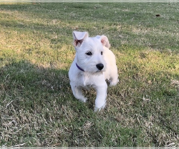 Medium Photo #1 Schnauzer (Miniature) Puppy For Sale in JEFFERSON, GA, USA