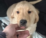 Puppy Ares Golden Retriever