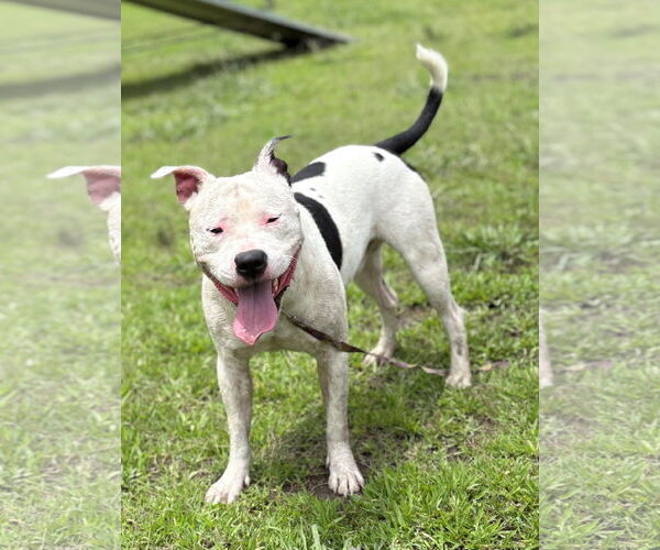 Medium Photo #5 Mutt Puppy For Sale in Virginia Beach, VA, USA