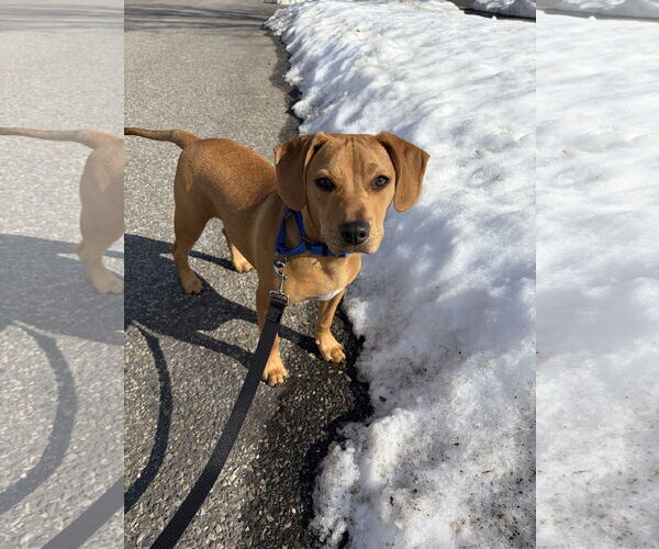 Medium Photo #2 Mutt Puppy For Sale in Oakhurst, NJ, USA