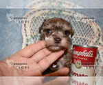 Small Photo #7 Schnauzer (Miniature) Puppy For Sale in SANGER, TX, USA