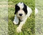 Small #8 Bernedoodle-Poodle (Standard) Mix