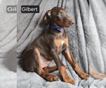 Small #4 Doberman Pinscher