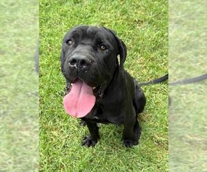 Mastiff-Unknown Mix Dogs for adoption in Riverside, CA, USA