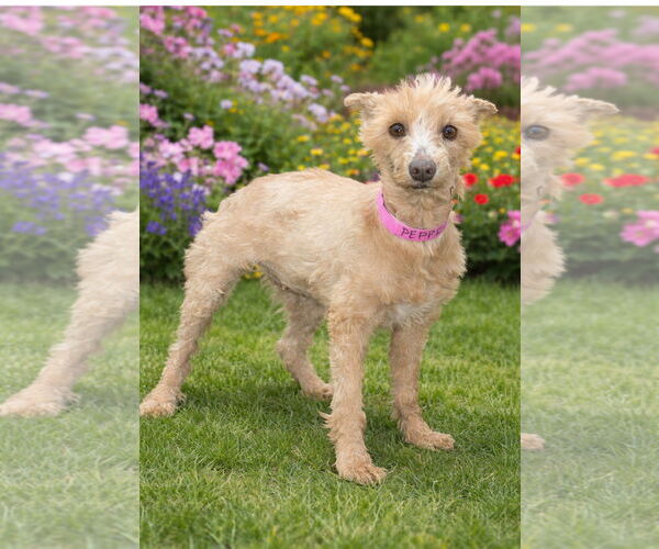 Medium Photo #1 Mutt Puppy For Sale in Bon Carbo, CO, USA