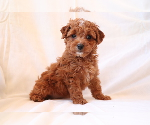 Cavalier King Charles Spaniel-Poodle (Toy) Mix Puppy for sale in SHILOH, OH, USA