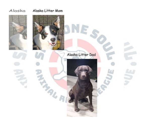 Medium Photo #22 Borador Puppy For Sale in Wakefield, RI, USA