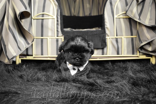 Medium Photo #31 Shih Tzu Puppy For Sale in HAYWARD, CA, USA