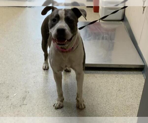 Medium Photo #1 American Pit Bull Terrier-Unknown Mix Puppy For Sale in Visalia, CA, USA
