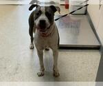 Small American Pit Bull Terrier Mix
