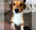 Small #2 Dachshund