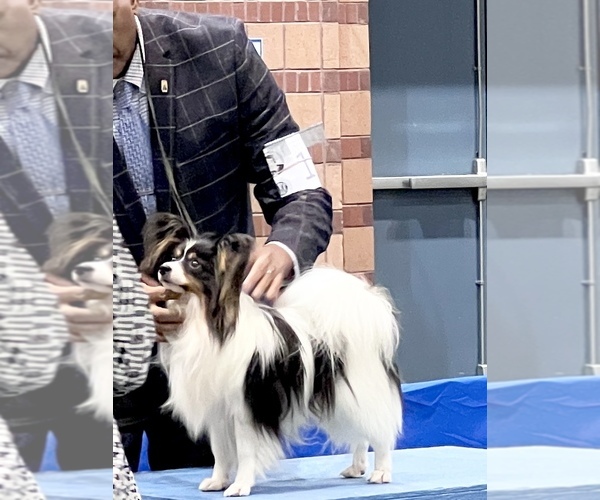 Medium Photo #1 Papillon Puppy For Sale in DRY PRONG, LA, USA