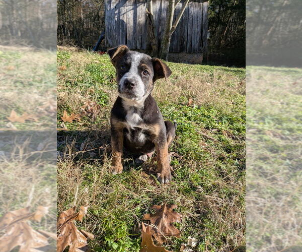 Medium Photo #11 Boxador Puppy For Sale in Vail, AZ, USA