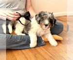 Quesadilla - Female Bernedoodle (Miniature) Puppy for Sale - Photo #6