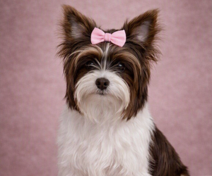 Mother of the Yorkshire Terrier puppies born on 07/06/2026