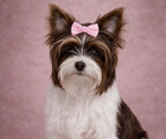 Small Photo #1 Yorkshire Terrier Puppy For Sale in DAYTON, TX, USA