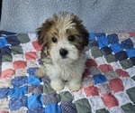 Small #1 Shorkie Tzu