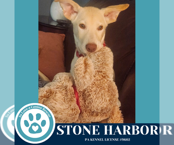 Medium Photo #3 Huskies -Labrador Retriever Mix Puppy For Sale in Kimberton, PA, USA