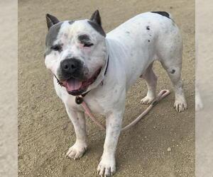 Mutt Dogs for adoption in Camarillo, CA, USA