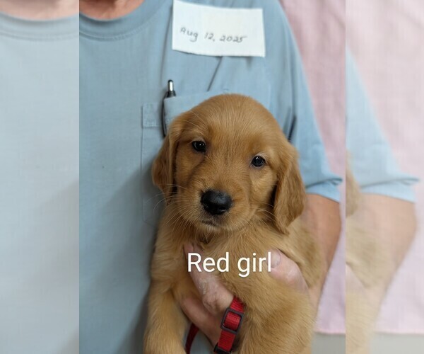 Medium Photo #5 Golden Retriever Puppy For Sale in BRADFORD, OH, USA