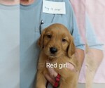 Small Photo #5 Golden Retriever Puppy For Sale in BRADFORD, OH, USA