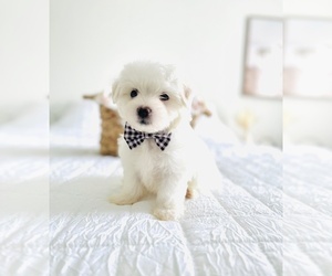 Maltese Puppy for sale in CLERMONT, FL, USA