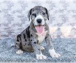 Small #10 Great Dane